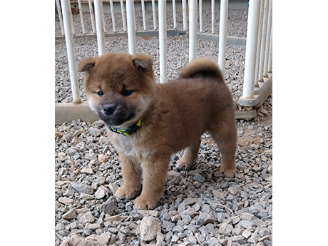 2026年2月6日生まれ赤柴犬の子犬