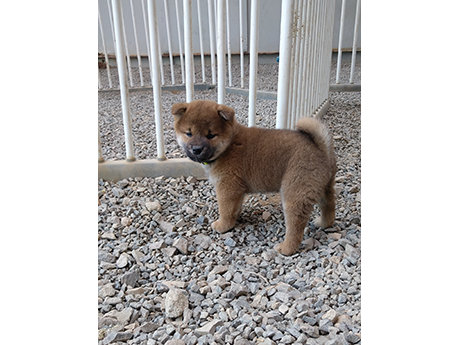 2026年2月6日生まれ赤柴犬の子犬