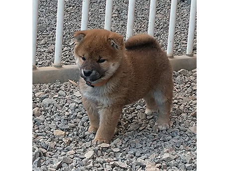 2026年2月6日生まれ赤柴犬の子犬