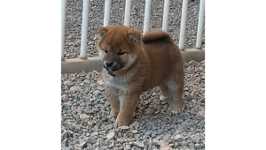 2026年2月6日生まれ赤柴犬の子犬