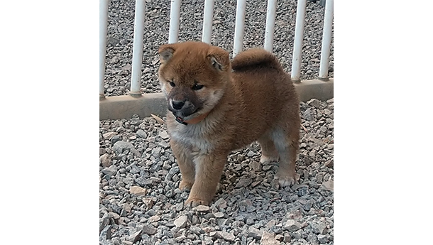 2026年2月6日生まれ赤柴犬の子犬