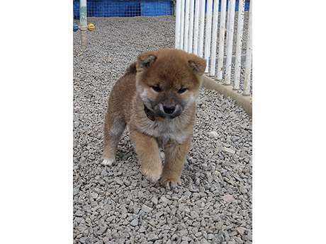 2026年2月6日生まれ赤柴犬の子犬