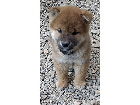 2026年2月6日生まれ赤柴犬の子犬