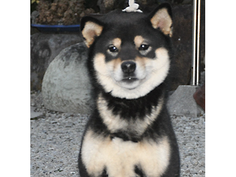 豪の黒錦号(神谷淺田荘)
