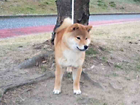 令和7年7月29日生まれ赤柴犬の里親募集