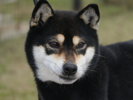令和2年12月7日生まれ黒柴犬の里親募集