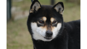 令和2年12月7日生まれ黒柴犬の里親募集
