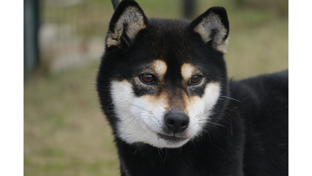 令和2年12月7日生まれ黒柴犬の里親募集