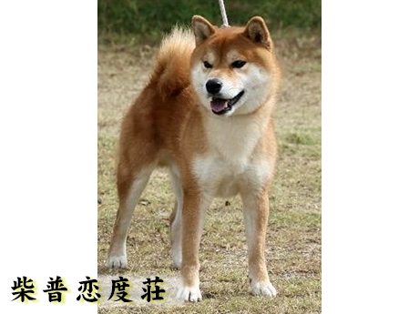 柴普恋度荘の代表犬は芦田の天陽号