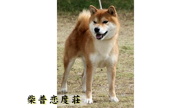 柴普恋度荘の代表犬は芦田の天陽号