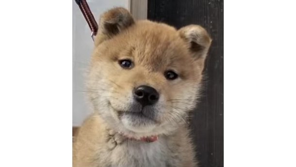 2026年1月1日生まれ赤柴犬の子犬