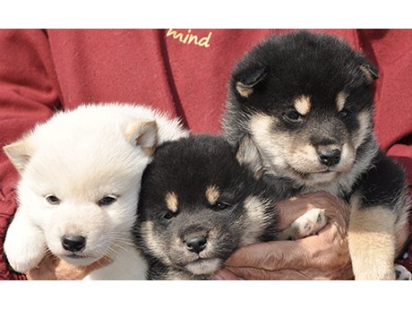 2026年2月12日生まれ3頭の子犬