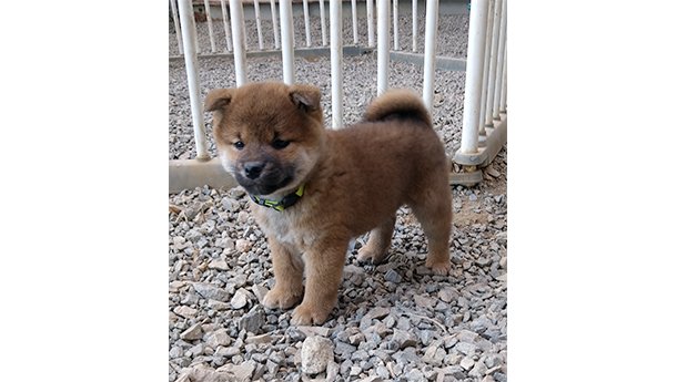 2026年2月6日生まれ赤柴犬の子犬