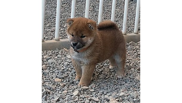 2026年2月6日生まれ赤柴犬の子犬