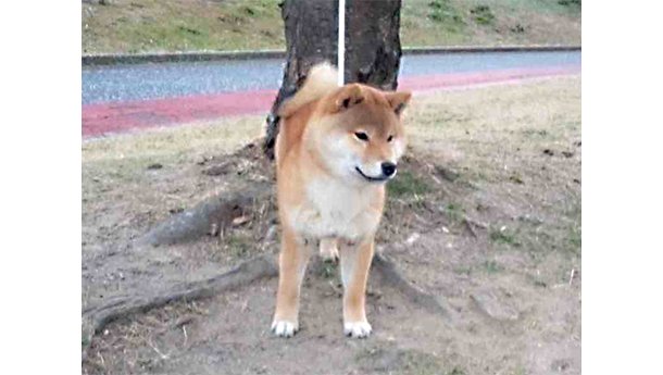 令和7年7月29日生まれ赤柴犬の里親募集