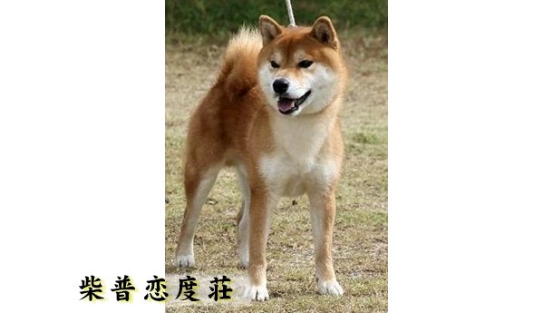 柴普恋度荘の代表犬は芦田の天陽号