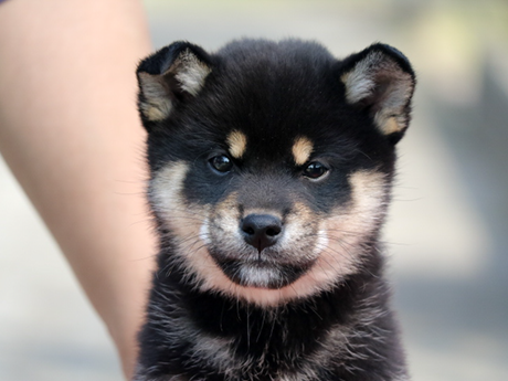 2026年1月20日生まれ黒柴犬の子犬