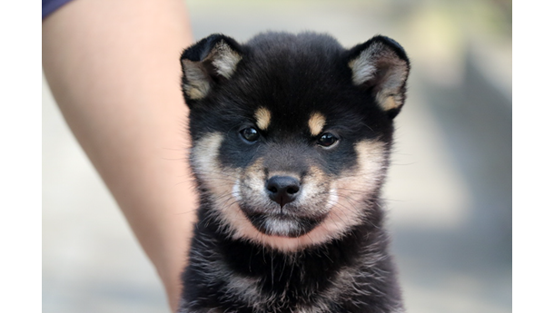 2026年1月20日生まれ黒柴犬の子犬