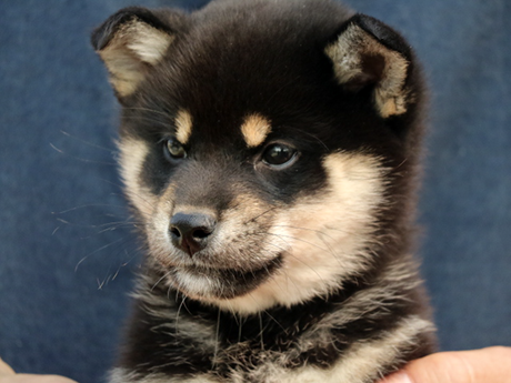 2026年1月20日生まれ黒柴犬の子犬