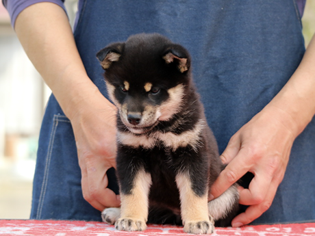 2026年1月20日生まれ黒柴犬の子犬