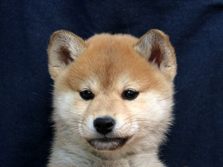 2026年1月20日生まれ赤柴犬の子犬