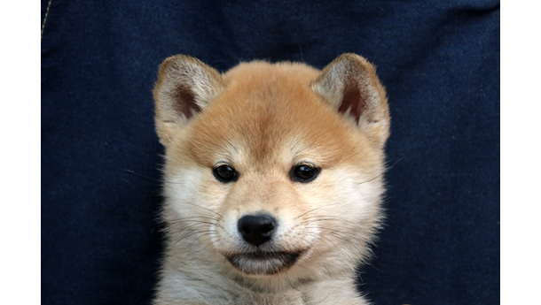 2026年1月20日生まれ赤柴犬の子犬