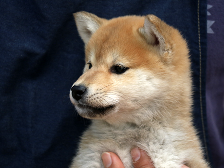 2026年1月20日生まれ赤柴犬の子犬