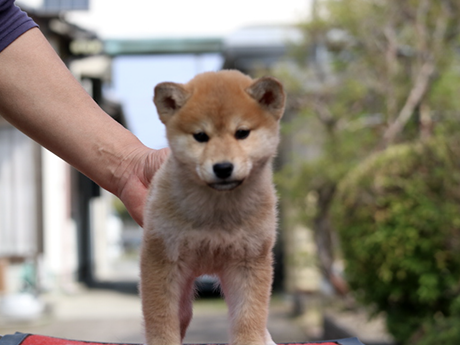 2026年1月20日生まれ赤柴犬の子犬
