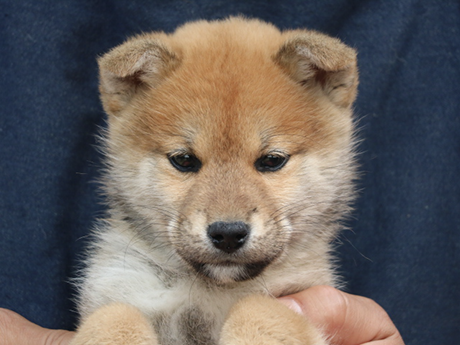 2026年1月20日生まれ赤柴犬の子犬
