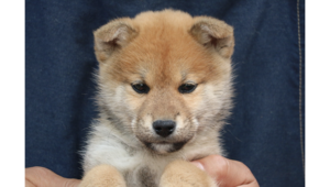 2026年1月20日生まれ赤柴犬の子犬