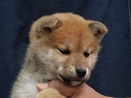 2026年1月20日生まれ赤柴犬の子犬