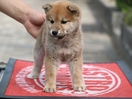 2026年1月20日生まれ赤柴犬の子犬