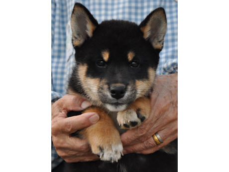 2026年2月12日生まれ黒柴犬の子犬