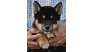 2026年2月12日生まれ黒柴犬の子犬