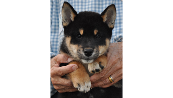 2026年2月12日生まれ黒柴犬の子犬