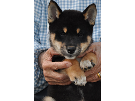 2026年2月12日生まれ黒柴犬の子犬