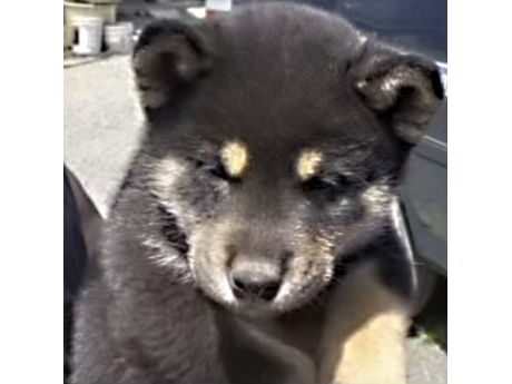 2026年2月8日生まれ黒柴犬の子犬