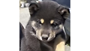 2026年2月8日生まれ黒柴犬の子犬