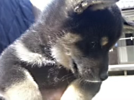 2026年2月8日生まれ黒柴犬の子犬