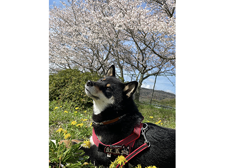 3歳の記念に桜の前で記念写真、黒柴犬の紅玉ちゃん
