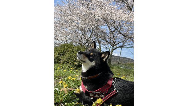 3歳の記念に桜の前で記念写真、黒柴犬の紅玉ちゃん
