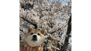 桜の前でパチリ、赤柴犬のこのみちゃん