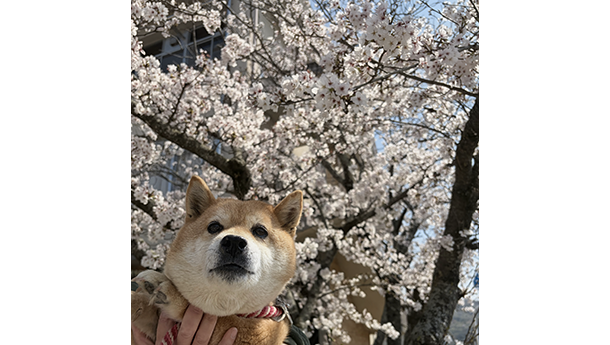 桜の前でパチリ、赤柴犬のこのみちゃん