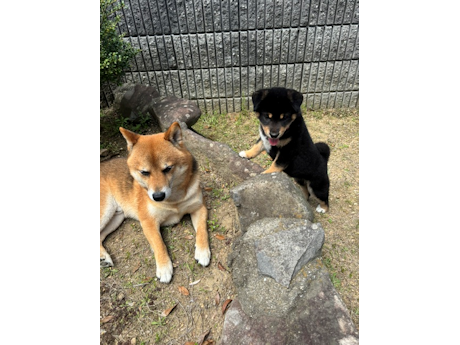 先住犬の翔太と仲良し、黒柴犬のコテツ