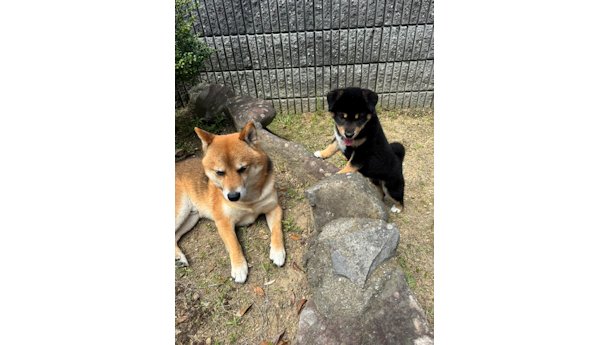 先住犬の翔太と仲良し、黒柴犬のコテツ