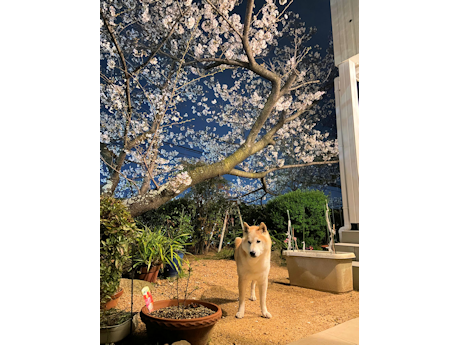 柴犬ラプラス君14歳