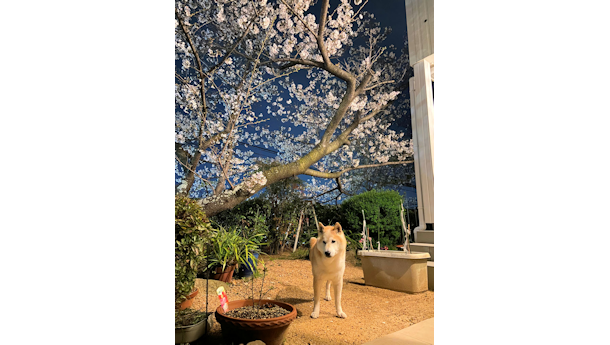 柴犬ラプラス君14歳