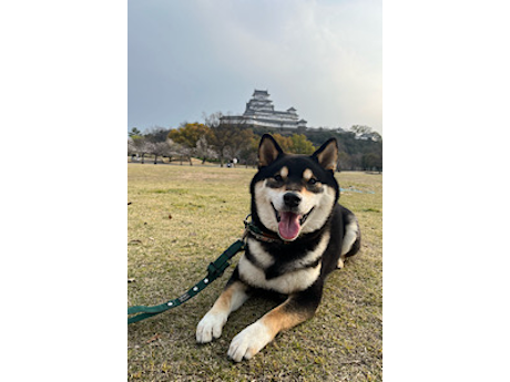 黒柴犬のりく君、3歳になりました