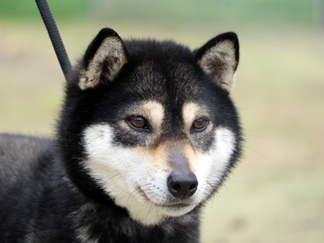 令和5年8月9日生まれ黒柴犬の里親募集