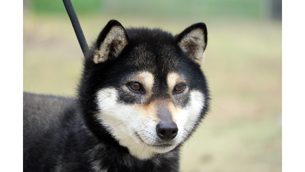 令和5年8月9日生まれ黒柴犬の里親募集